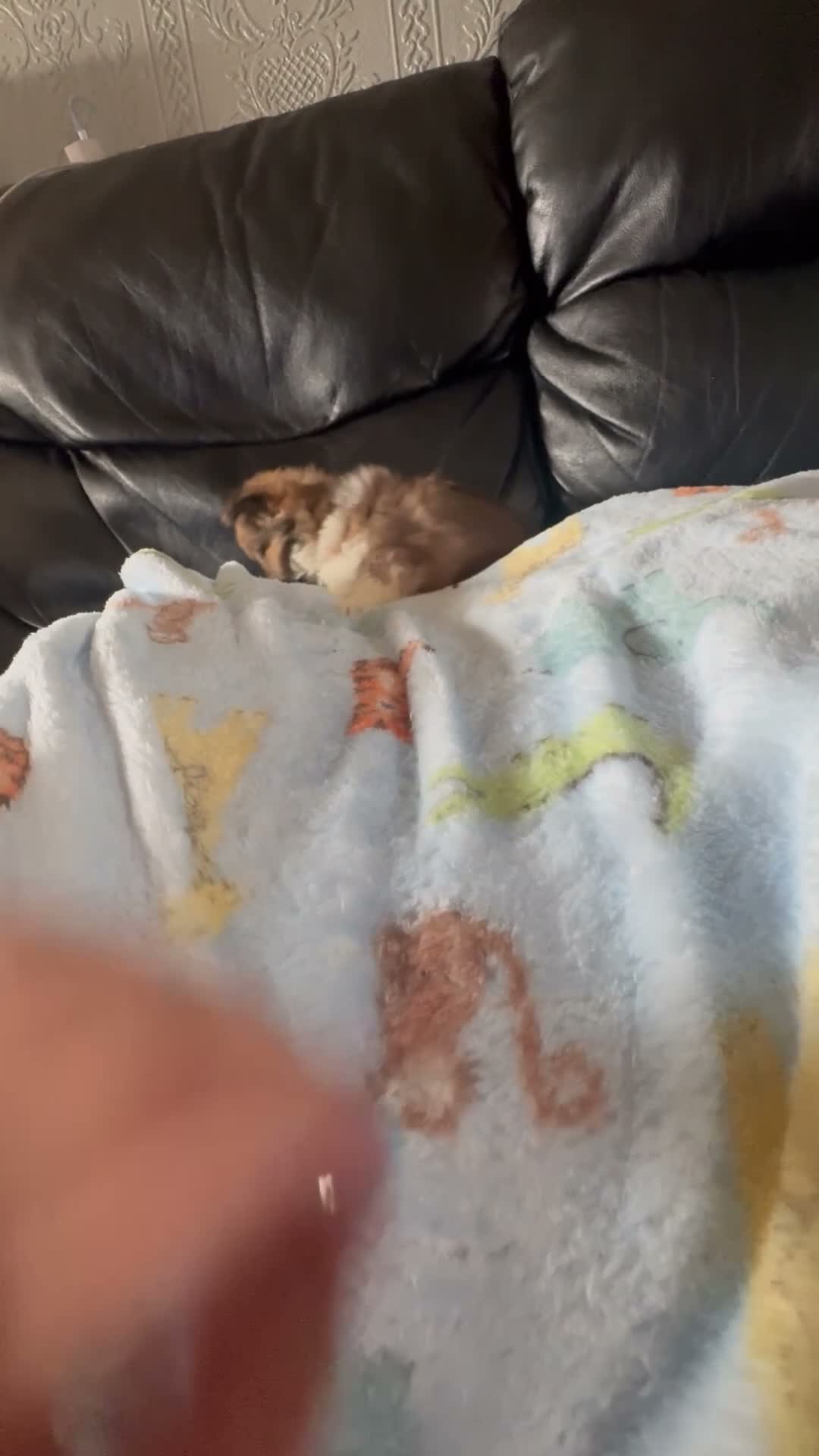 Chihuahua dogs for sale: Long haired chihuahua puppies  - Video 1