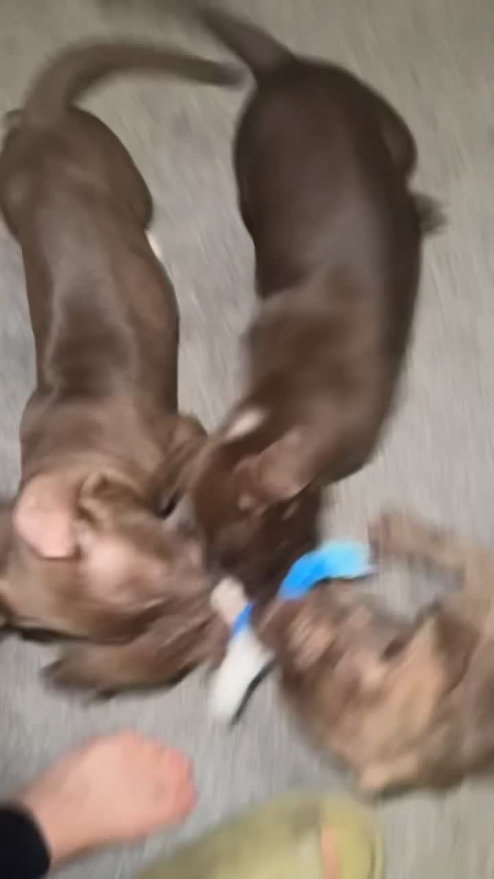 American Bulldog dogs for sale: American bulldog puppies for sale  - Video 1