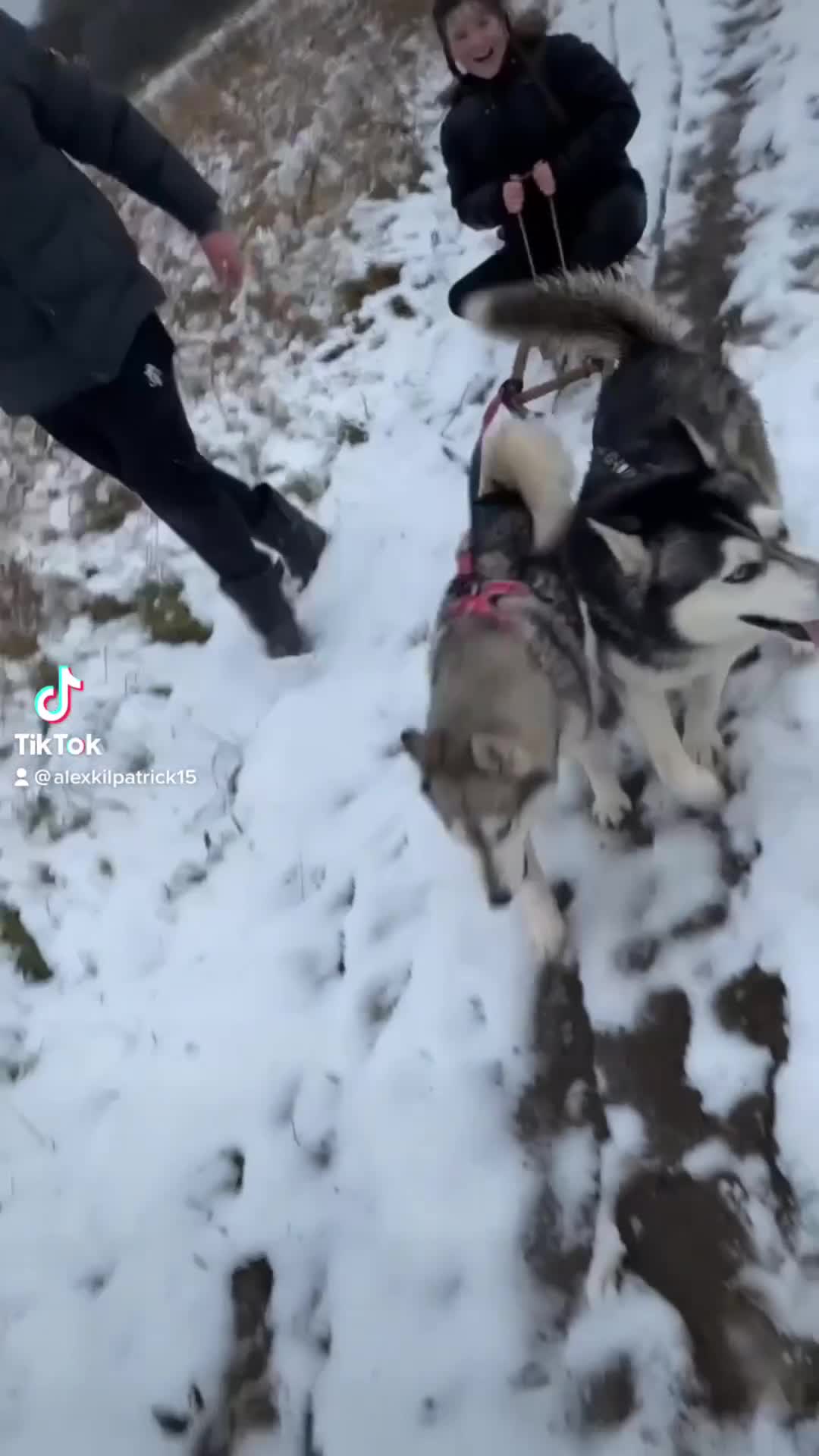 Utonagan dogs for sale: To husky up for sale one girl ,one boy  - Video 5