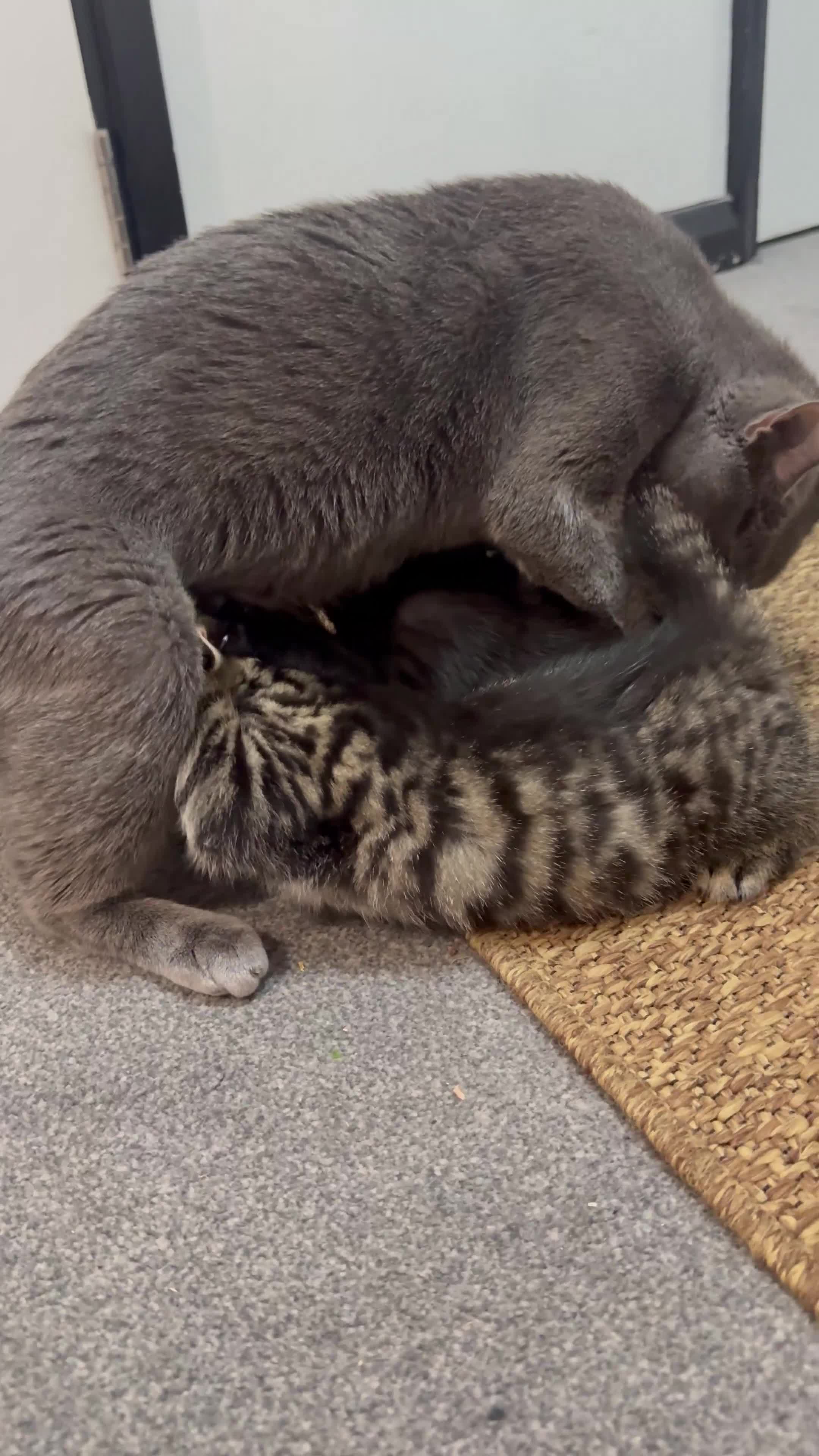 Mixed Breed cats for sale: Kittens for sale  - Video 1