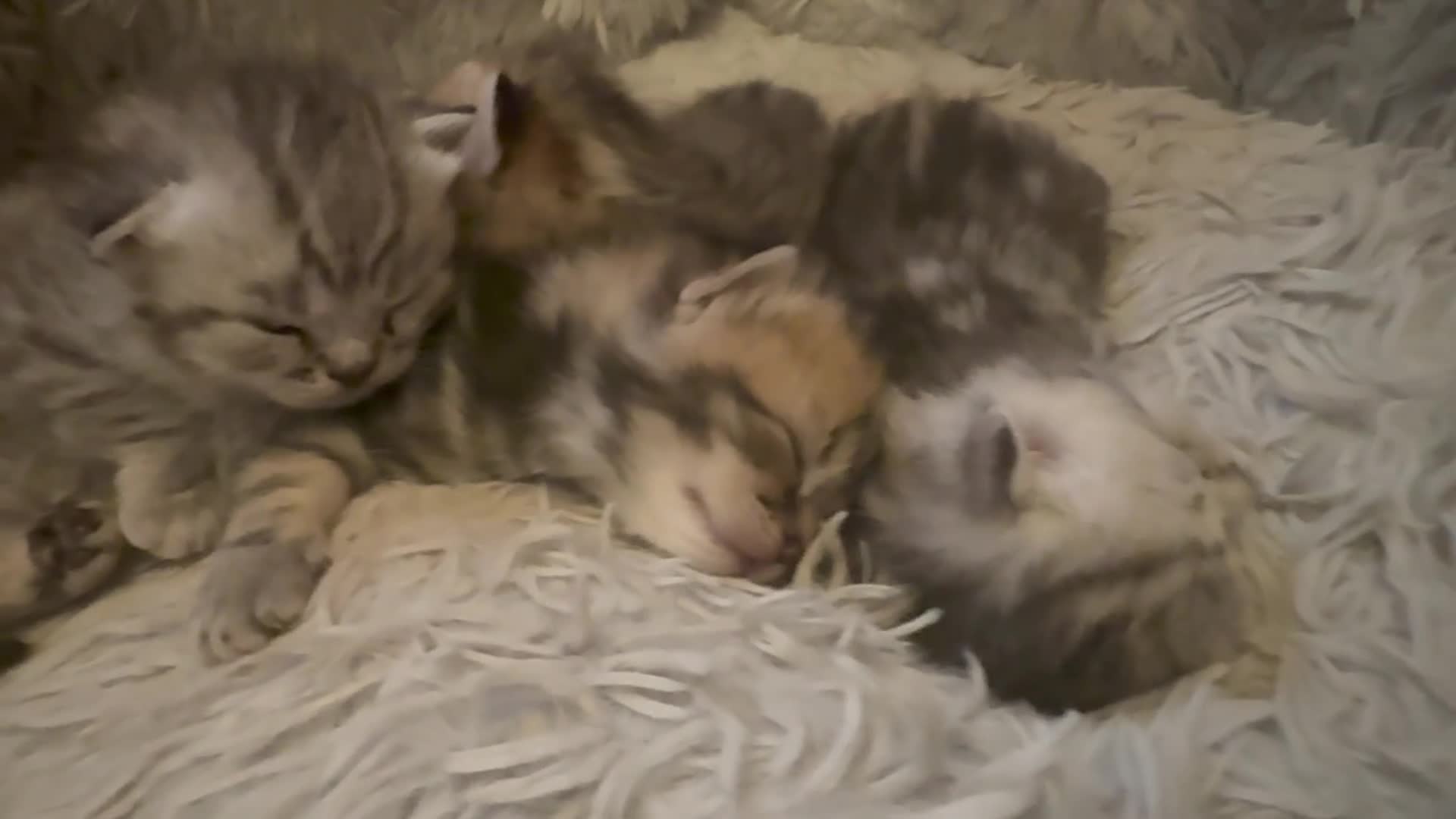 Exotic cats for sale: Exotic Shorthair Cross Kittens - Video 4