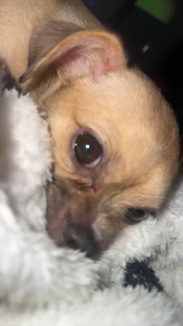 Mixed Breed dogs for sale: lovely dog - Video 3