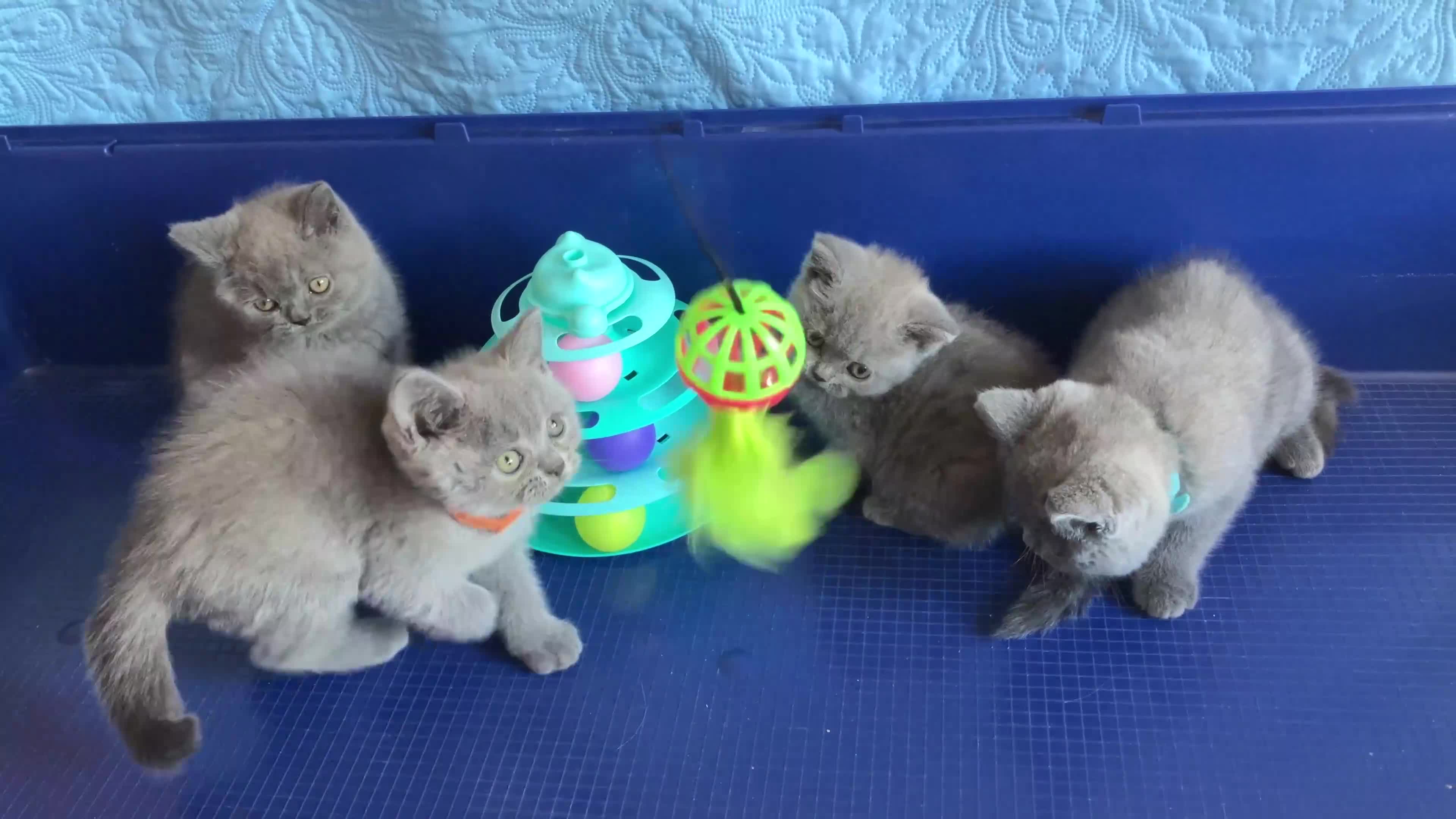 British Shorthair cats for sale: GCCF registered ChampionBloodline 5GENpedigree BSH - Video 2
