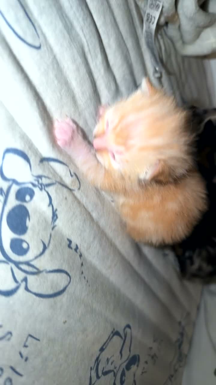 Mixed Breed cats for sale: 3 kittens  - Video 1