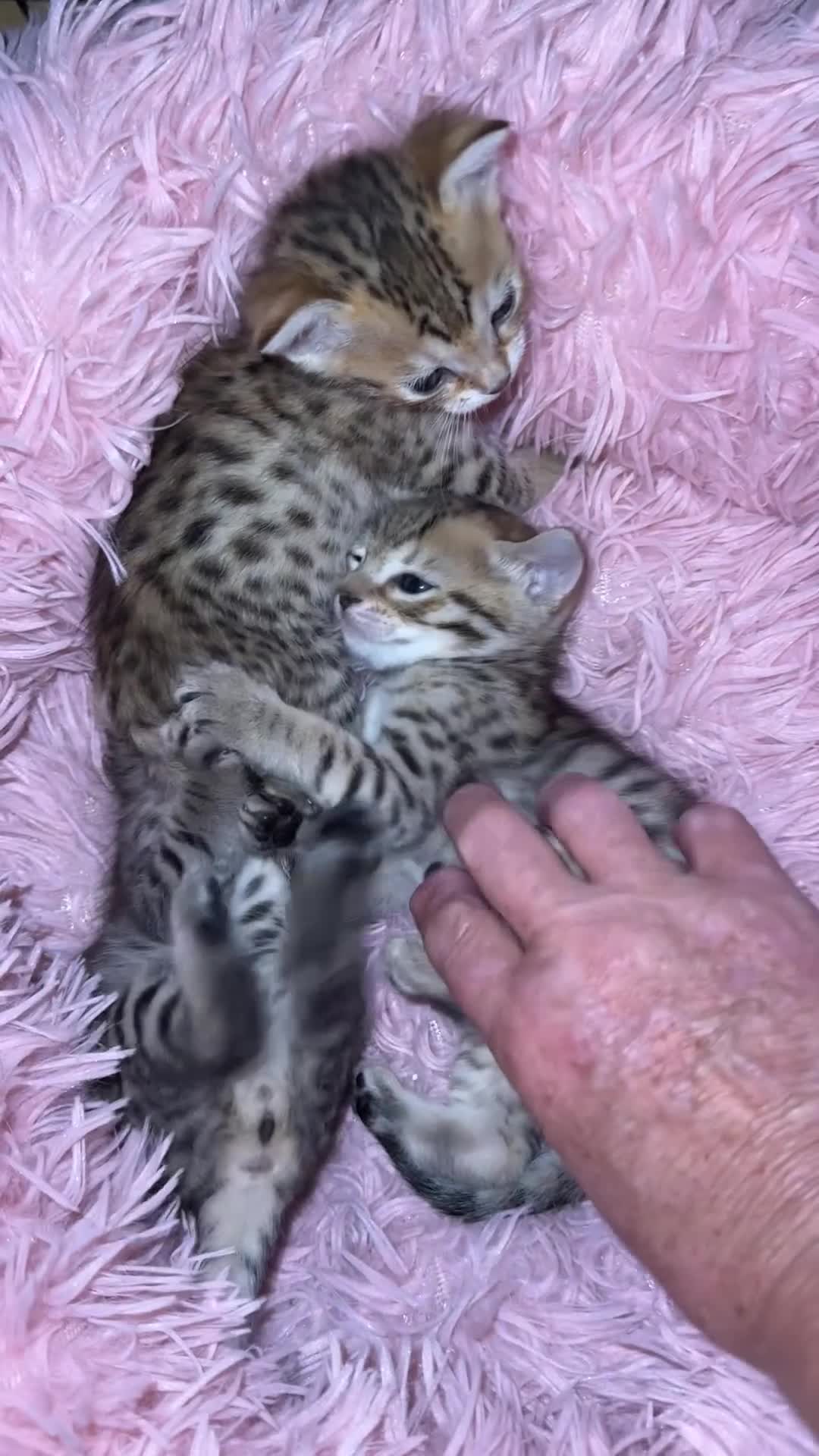 Savannah cats for sale: Stunning Savannah Kittens - Video 3