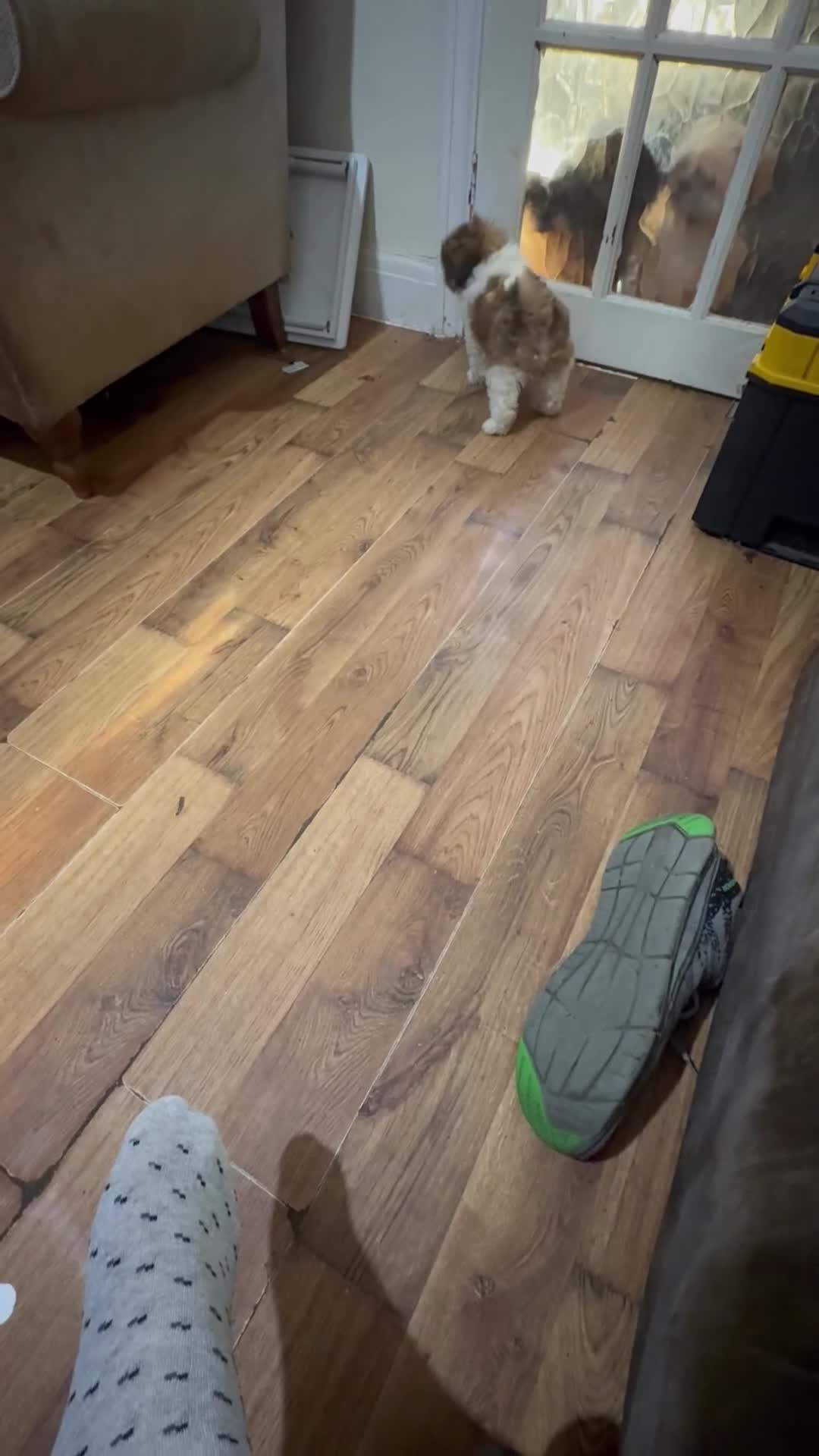 Mixed Breed dogs for sale: Single born beautiful male Shih Apso - Video 1