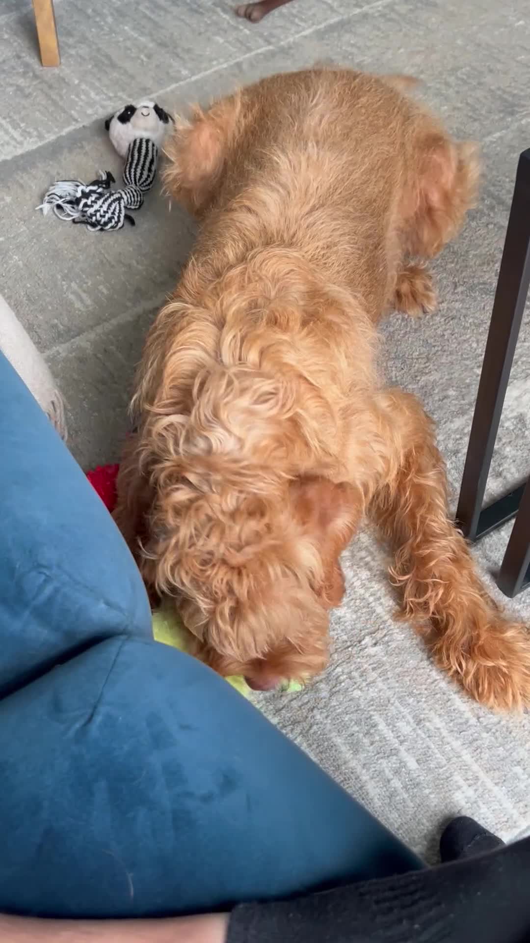 Hungarian Vizsla dogs for sale: Rehoming our beautiful boy Lake - Video 2