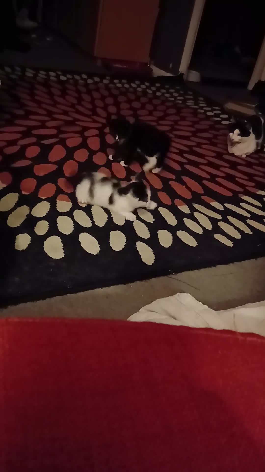 RagaMuffin cats for sale: 2 ragamuffin mixed breed kittens. Nearly 8 weeks - Video 1