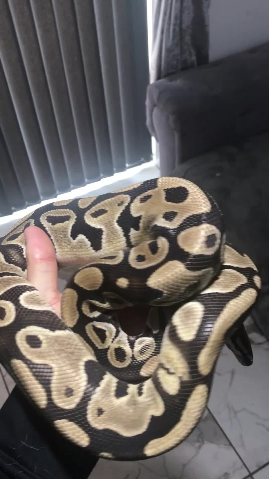 Python Snake reptiles for sale: Ball pythons both sexes  in Peterlee - Video 1