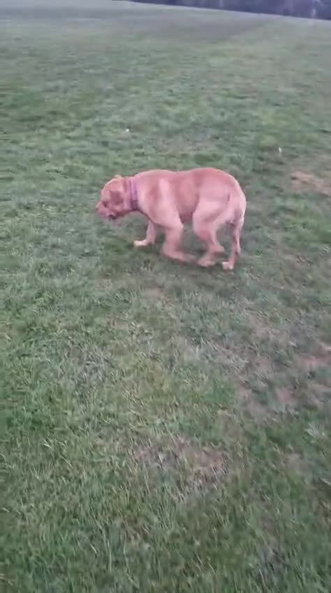 American Bull Staffy dogs for stud: Beautiful temperament  in Luton - Video 5