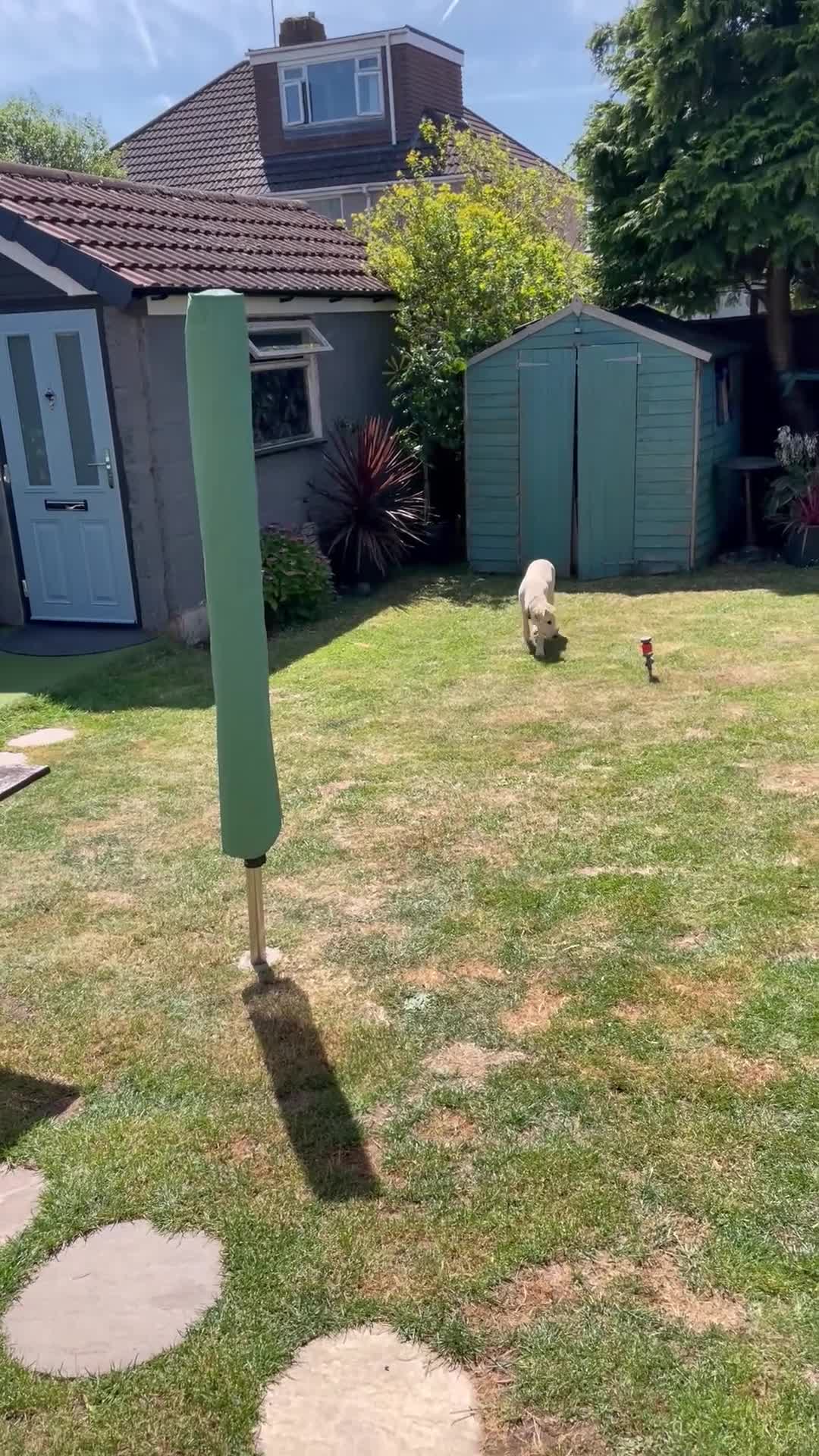 Labrador Retriever dogs for sale: 5 months Yellow female Labrador Retriever  Puppy  in Coventry - Video 1