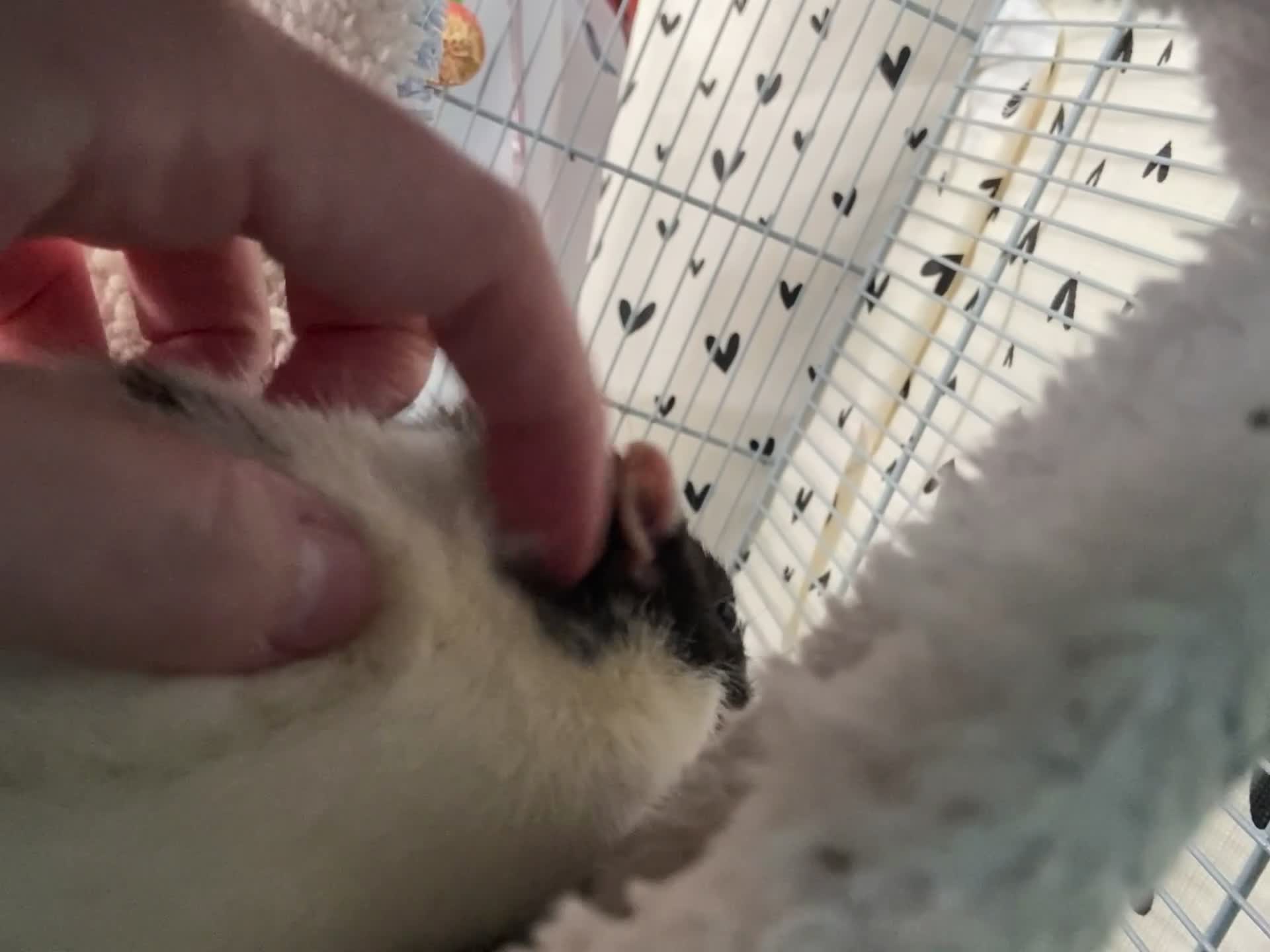 Rat rodents for sale: 4 male rats for rehoming in Looe - Video 1