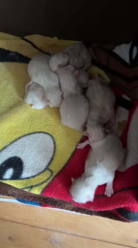 Ragdoll cats for sale: Beautiful 100% ragdoll babies - Video 1