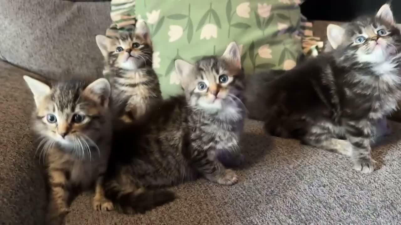 Mixed Breed cats for sale: Stunning kittens 🐈‍⬛ - Video 1
