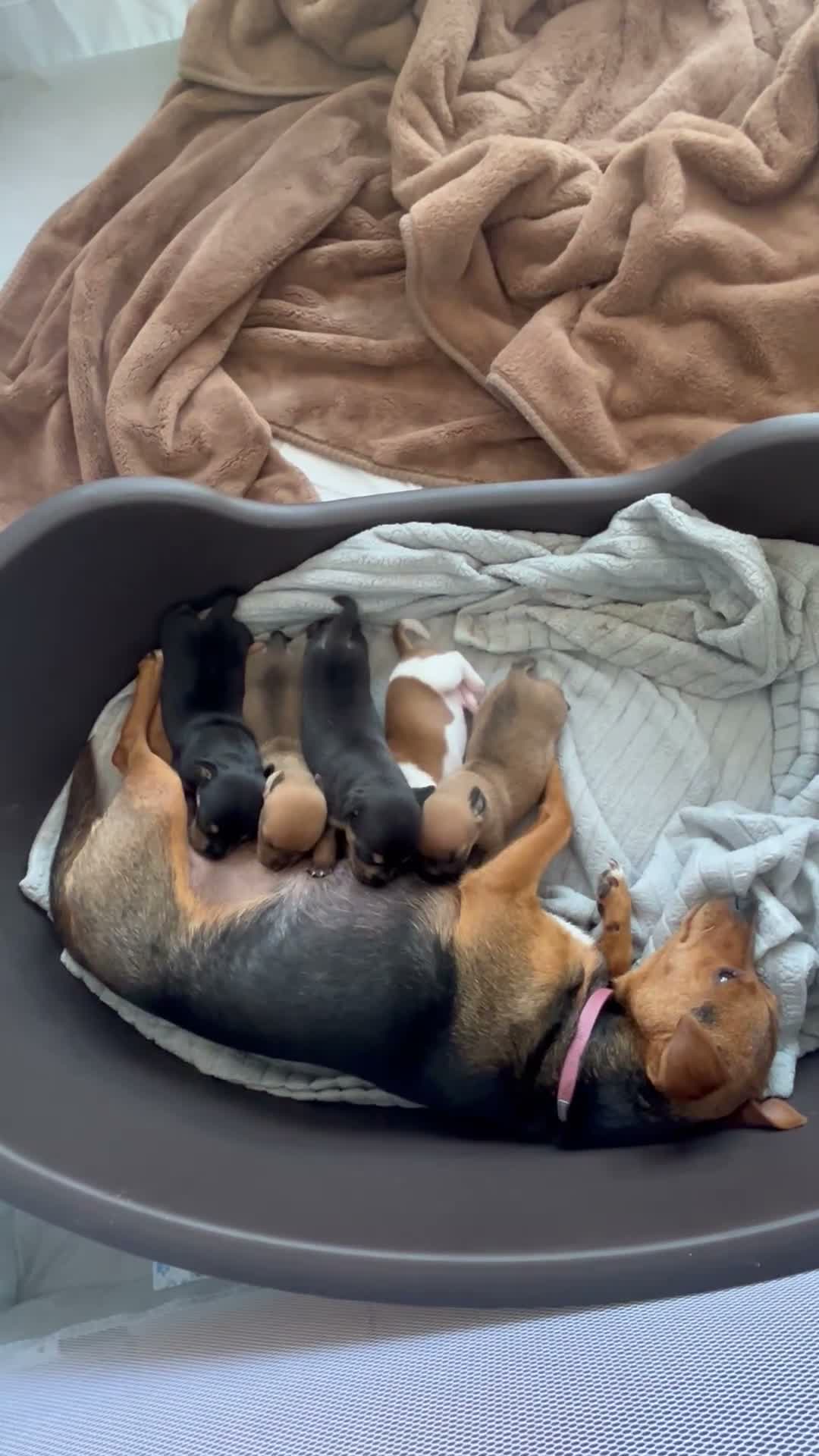 Patterjack dogs for sale: 3/4 Jack x patterdale  in Sheerness - Video 1
