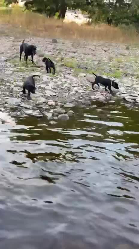 Labrador Retriever dogs for sale: DRAKESHEAD LABRADOR RETRIEVER - Video 2