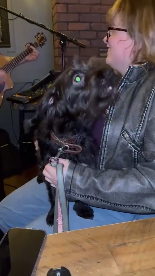 Mixed Breed dogs for sale: Yorkiepoo - wilfred in Keighley - Video 1