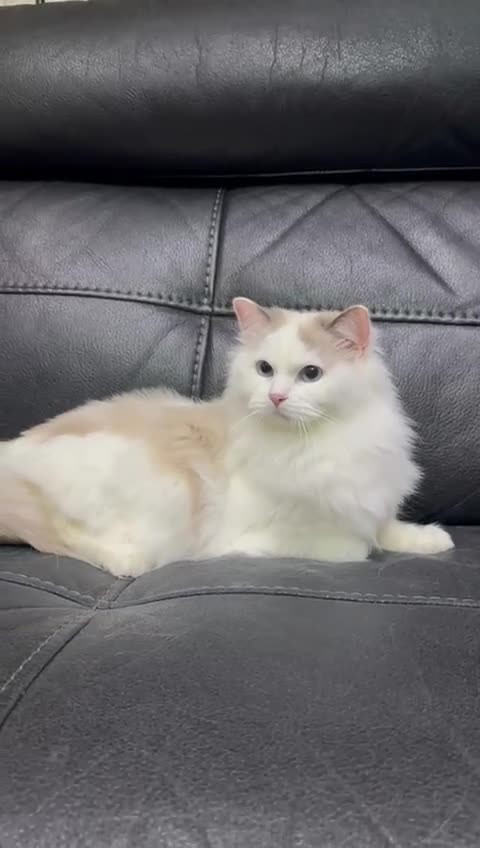 Ragdoll cats for sale: Beautiful female ragdoll  - Video 2