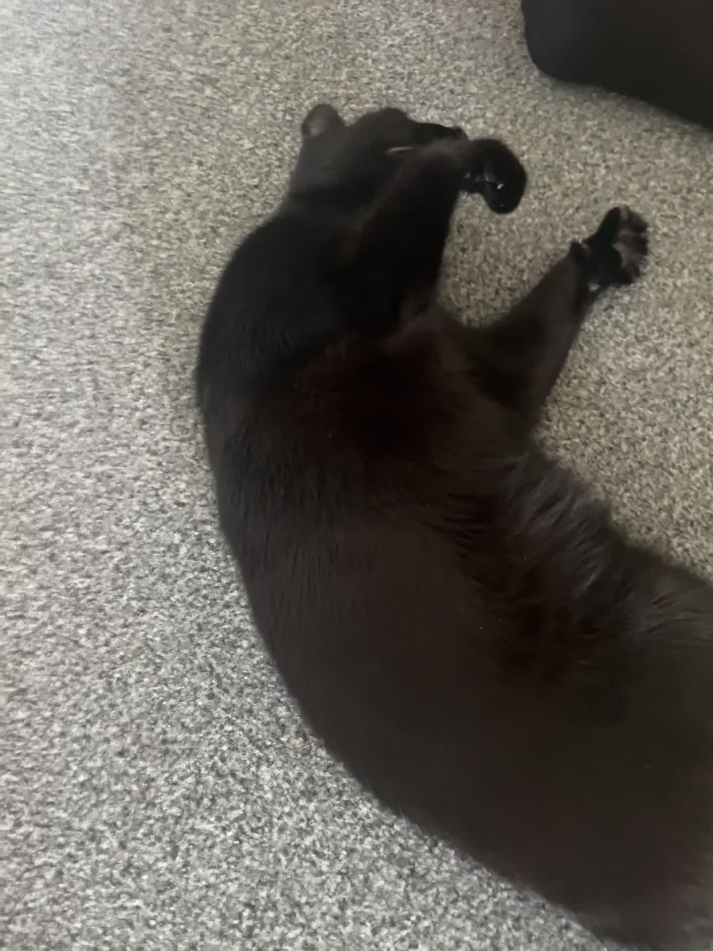 Domestic Shorthair cats for sale: My little baby needs a new home - Video 1