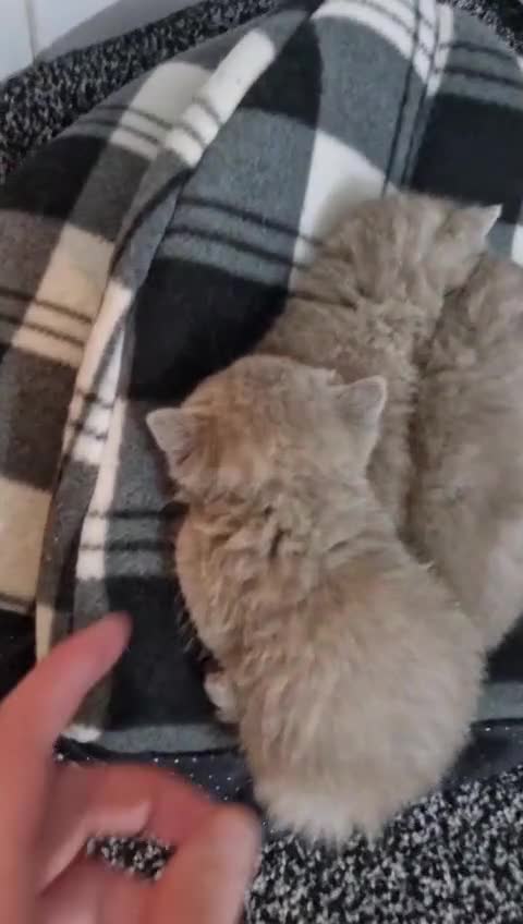 British Shorthair cats for sale: For Sale – British Shorthair Kittens - Video 2