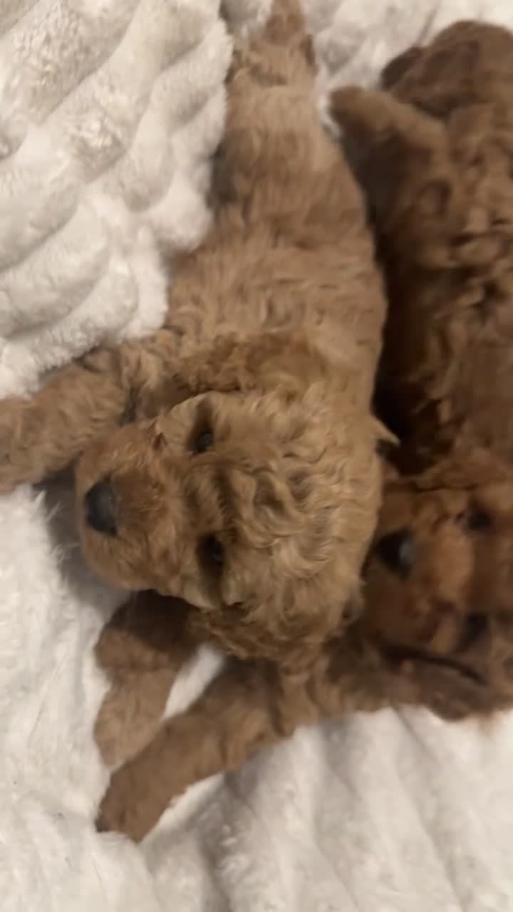 Cavapoo dogs for sale: 3 Beautiful Cavapoo Puppies for sale  - Video 1