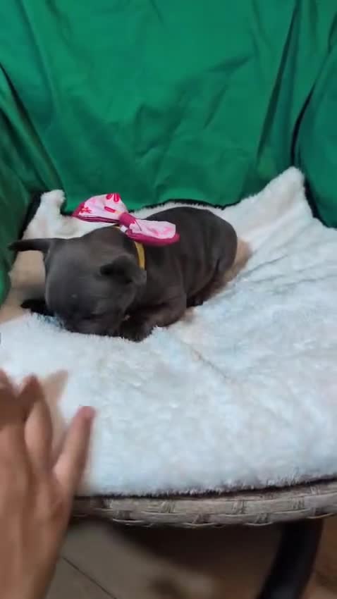 French Bulldog dogs for sale: Stunning French bulldog puppies 🐕 - Video 1