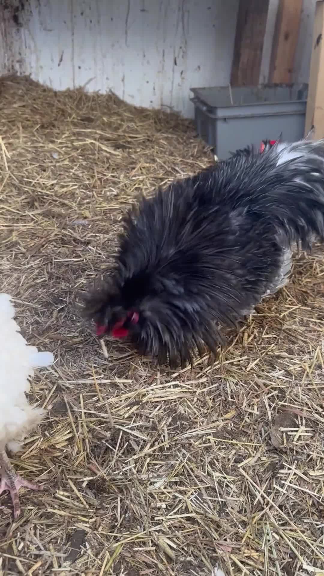 Chickens poultry for sale: Polish Crested Chicken Pair – Hatched in April - Video 2