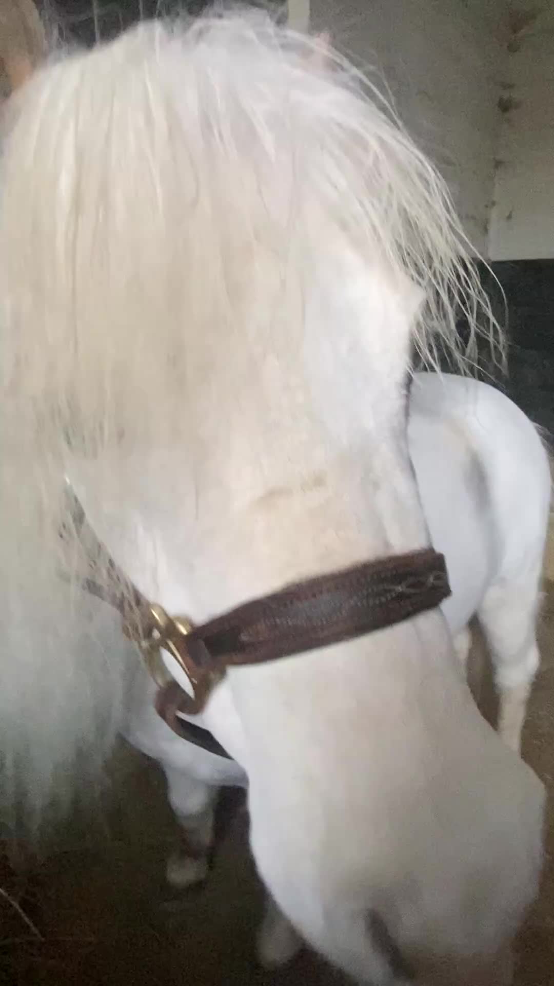 Miniature horses for sale: Beautiful American miniature  - Video 1