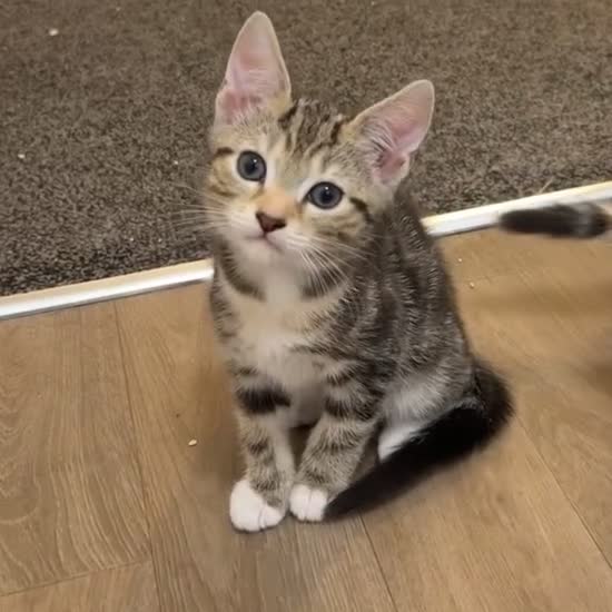 Bengal cats for sale: 3 bengal cross kittens REDUCED  - Video 4