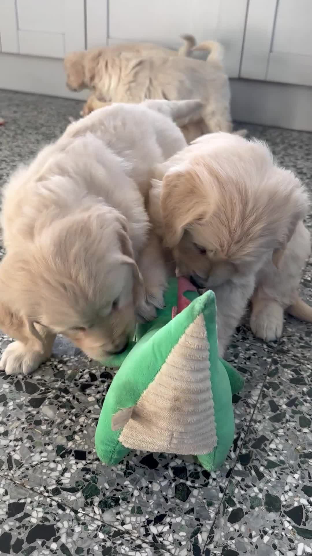 Golden Retriever dogs for sale: Golden Retriever puppies - Video 1