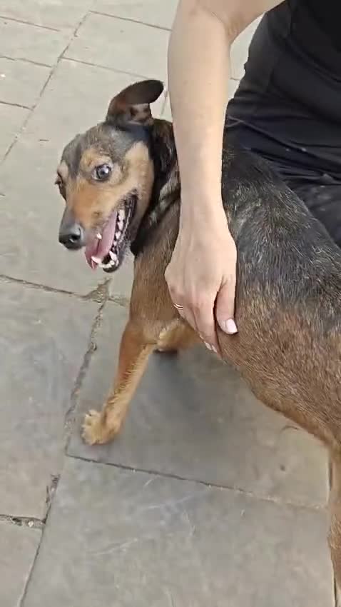 Mixed Breed dogs for adoption: 💙🐶 STAS 🐶💙 - Video 1