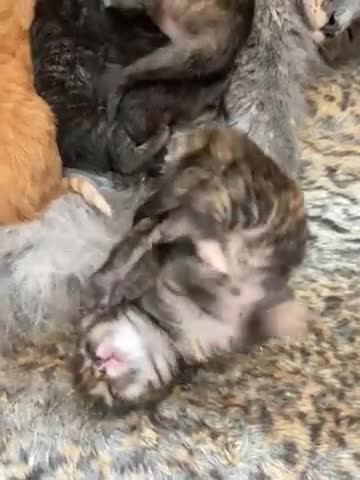 Maine Coon cats for sale: GCCF Registered Maine Coons Ready 16th August  in Banbury - Video 3