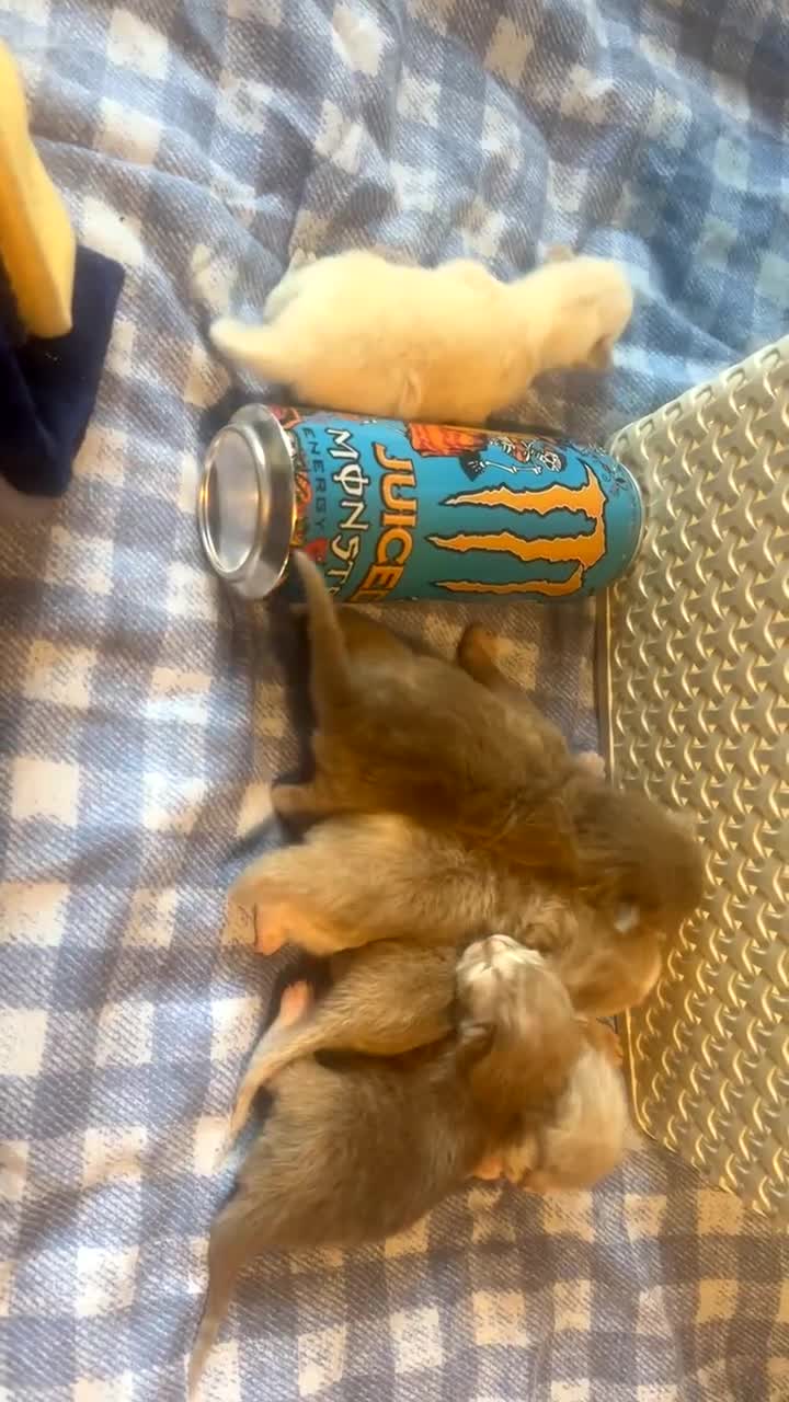 Ragdoll cats for sale: Cherubim ragdoll  - Video 2