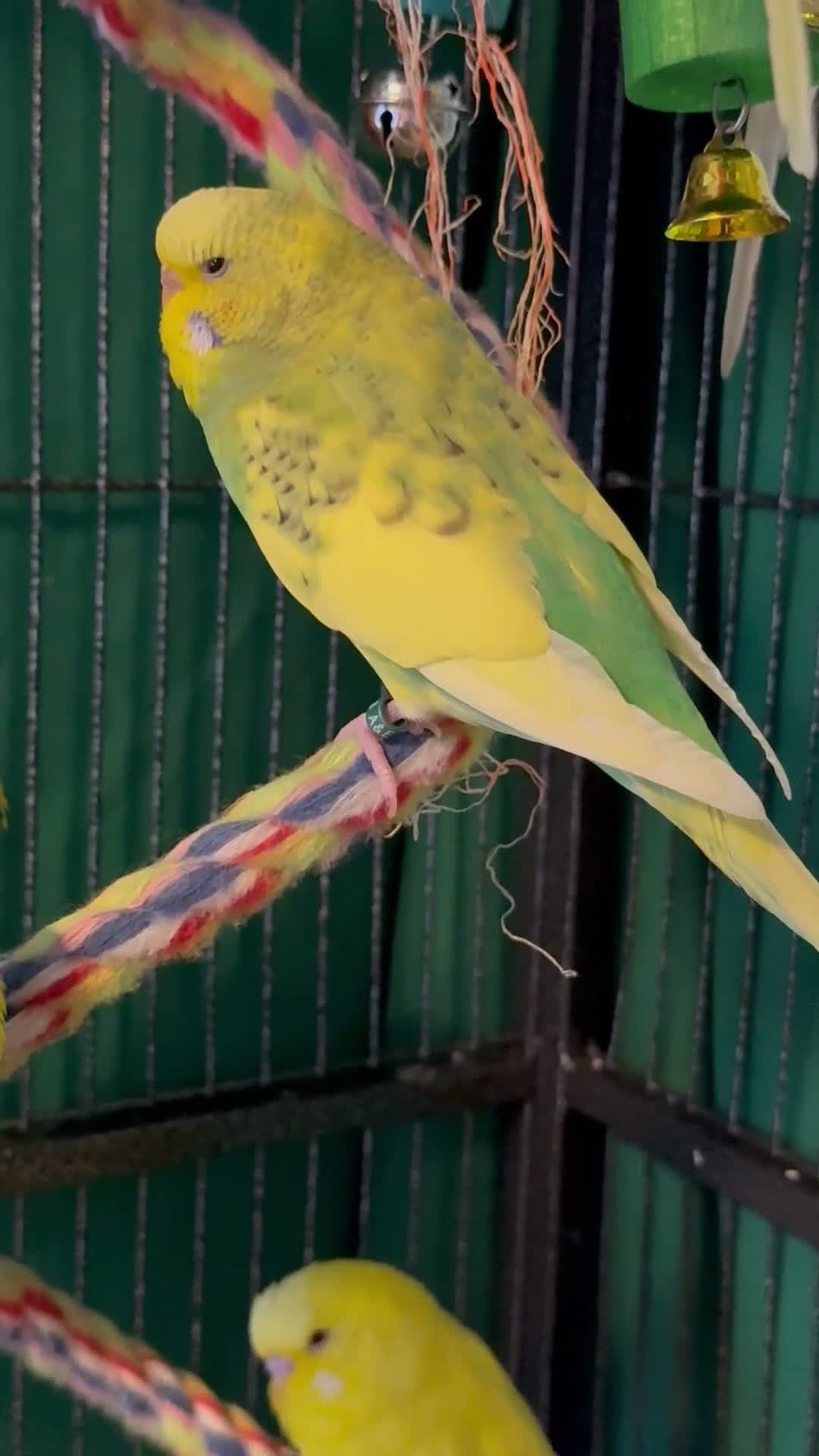Budgerigars birds for sale: • Bonded pair — male & female young runcorn   ✅ - Video 2