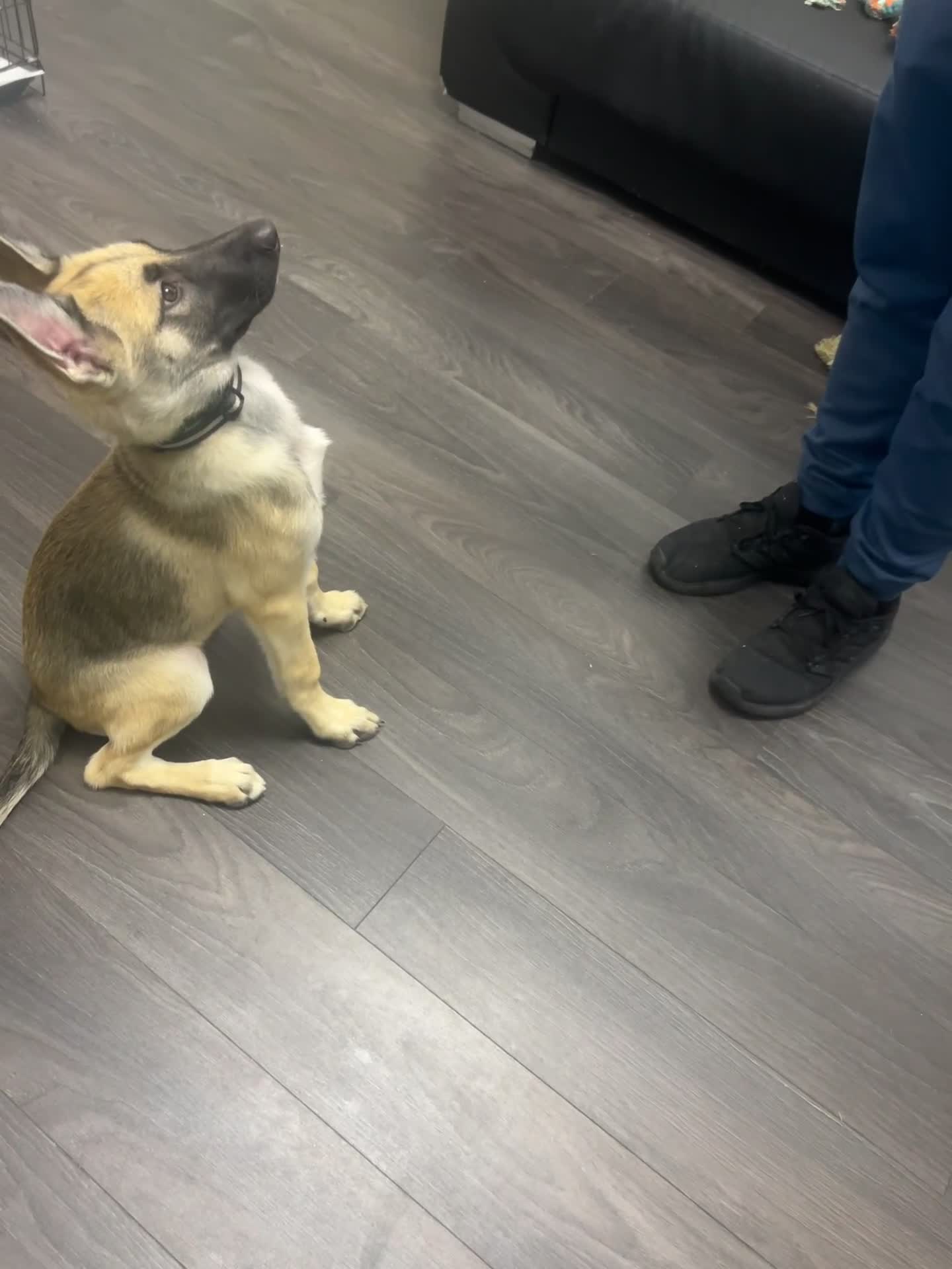 Shepsky dogs for sale: German shepherd cross  - Video 1