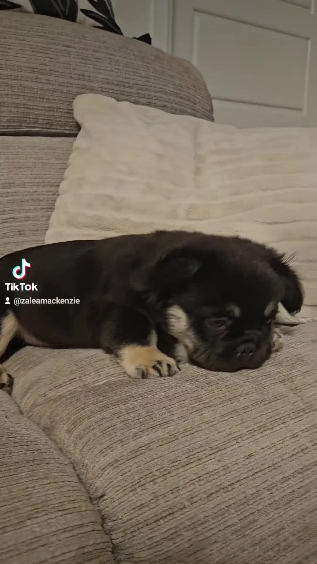 French Bulldog dogs for sale: Coco tan point fluffy frenchie pups - Video 2