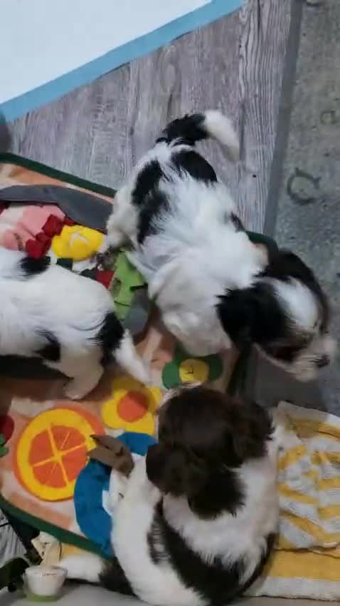 Yorkshire Terrier dogs for adoption: 💙🐶 YORKIE CROSS (BIEWER) PUPPIES 🐶💙 - Video 5