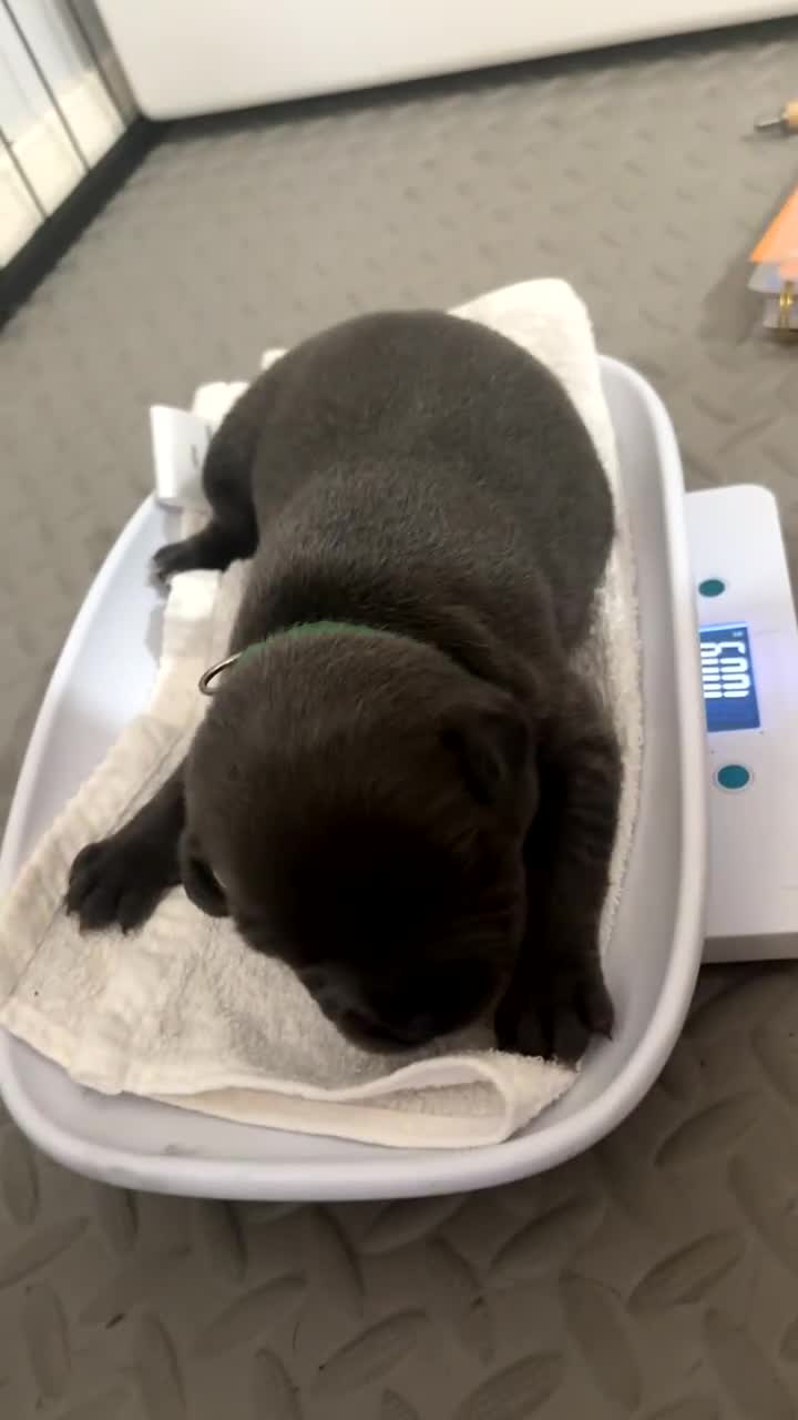 Staffordshire Bull Terrier dogs for sale: Piro daughter & Pharon (Bullscaff) pups for sale - Video 5