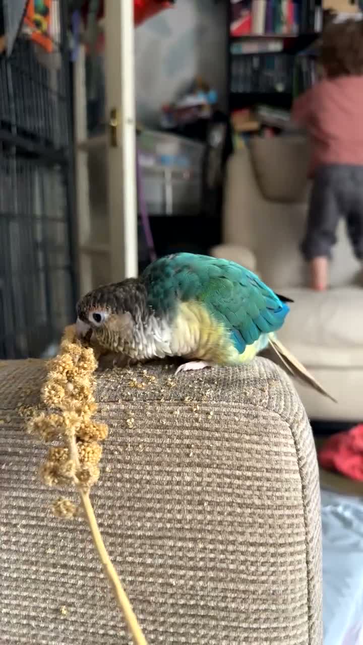 Conures birds for sale: Hand tamed beautiful conure - Video 1