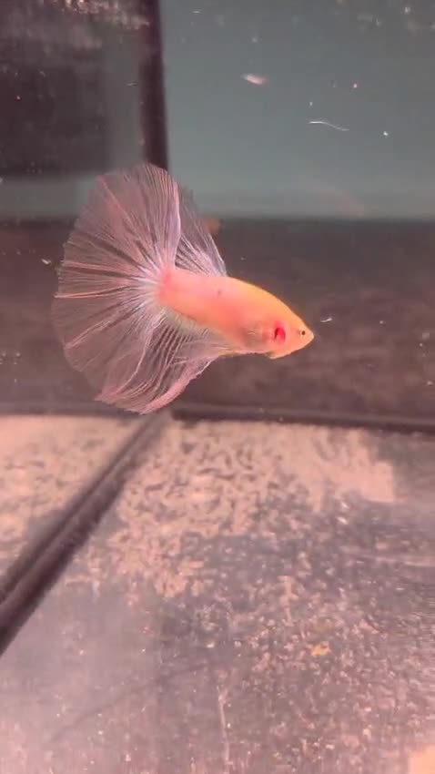 Bettas fish for sale: Broadheath Bettas  - Video 1