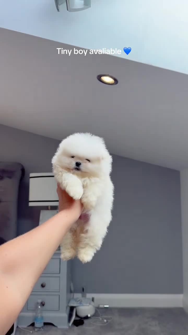 Pomeranian dogs for sale: SHOW QUALITY KOREAN WHITE POMERANIAN PUPPIES  in Wolverhampton - Video 1