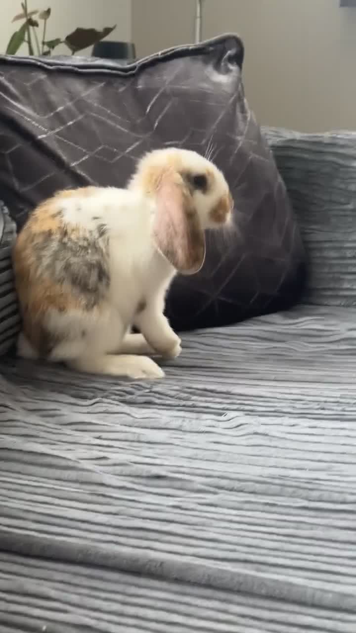 English rabbits for sale: Selling bunny about 4-5 months old it’s a male  in Liverpool - Video 2