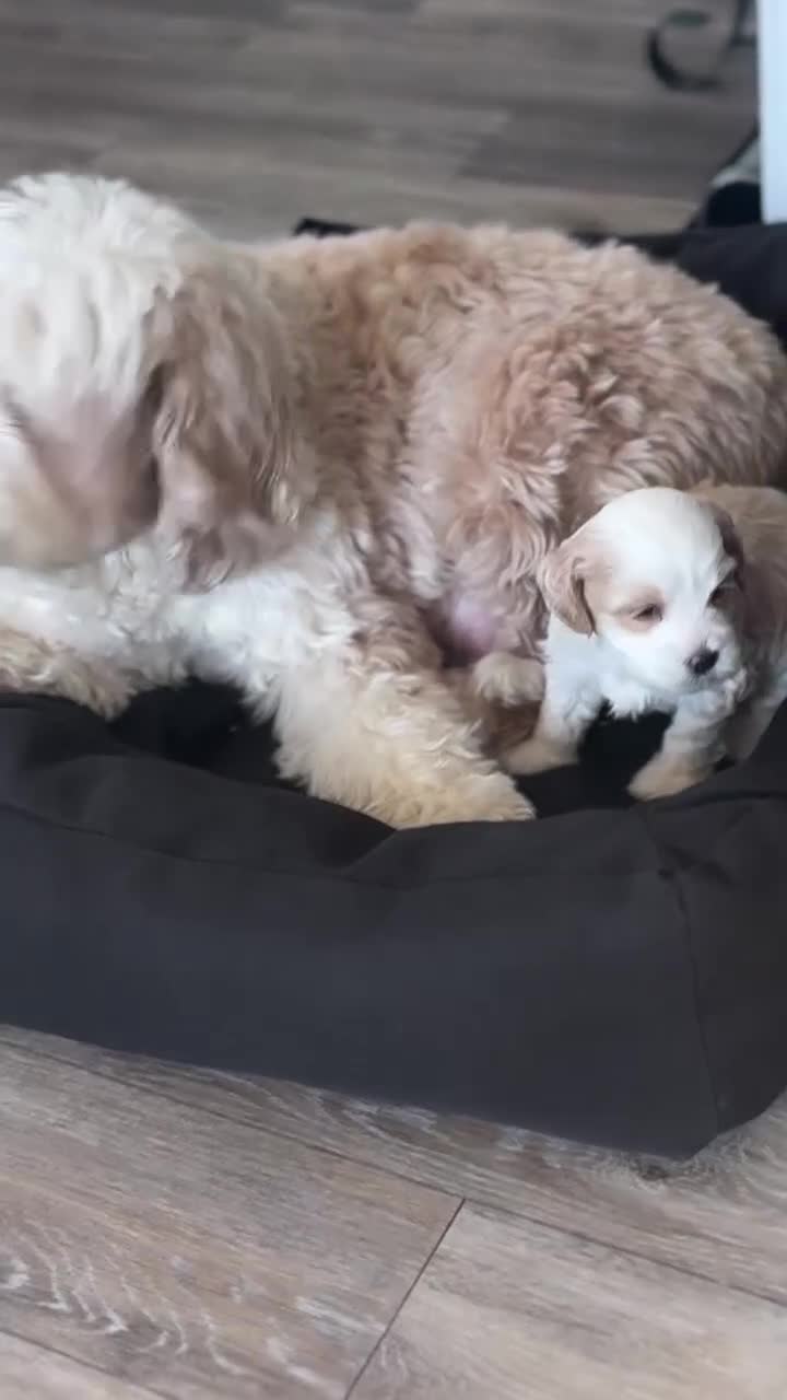 Labradoodle dogs for sale: Home Raised Labradoodle Pups🐾 in Farnham - Video 1