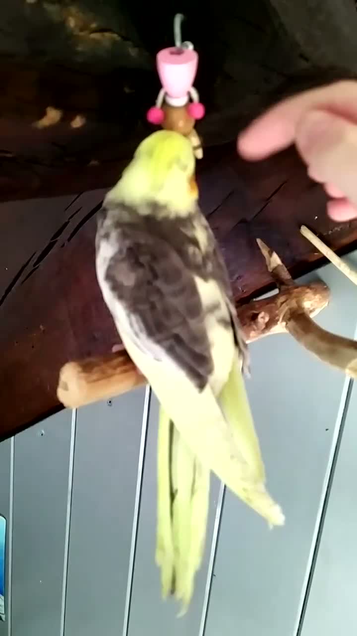 Cockatiels birds for sale: DNA sexed hand tamed cockatiels and Bourkes - Video 2