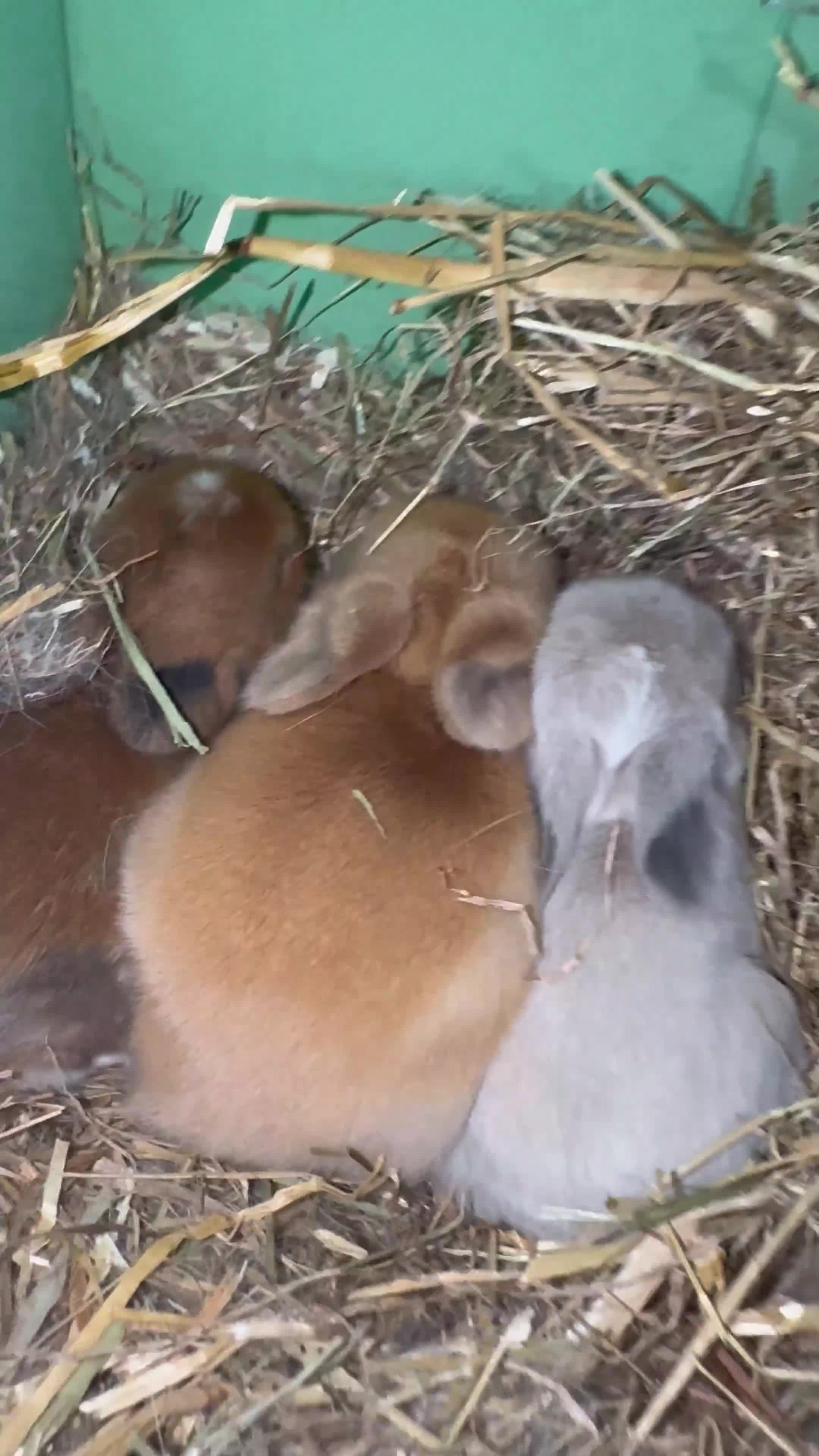Mini Lop rabbits for sale: Baby mini lop - Video 1
