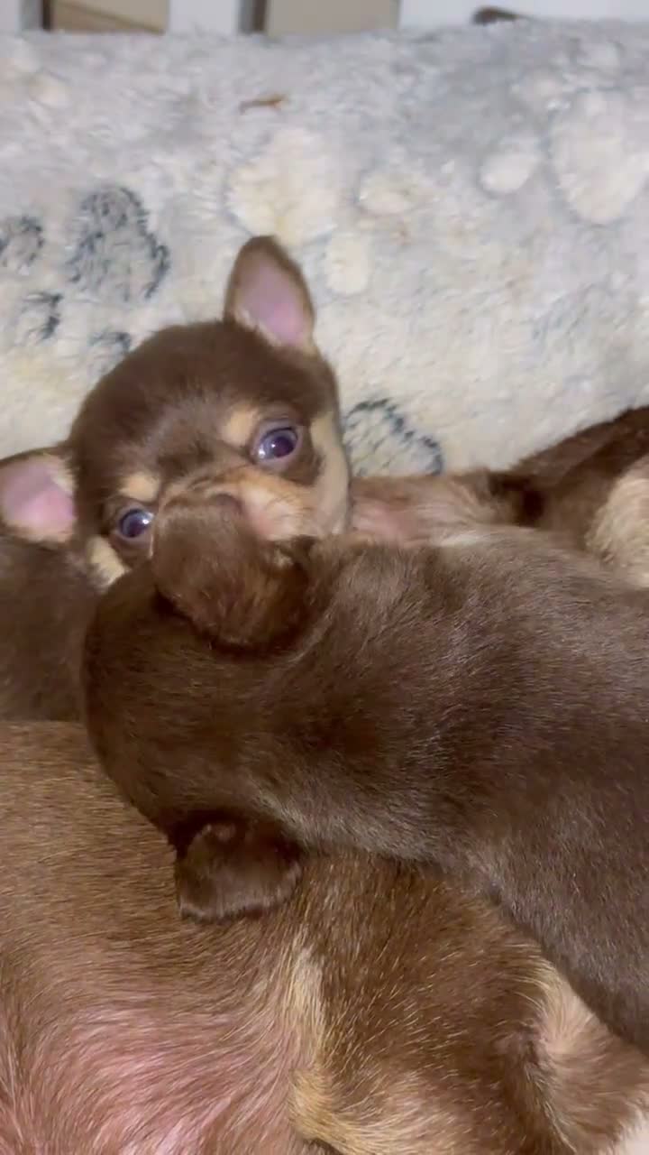 Chihuahua dogs for sale: KC registered chihuahua puppies 2 boys ❤️ in Corby - Video 2