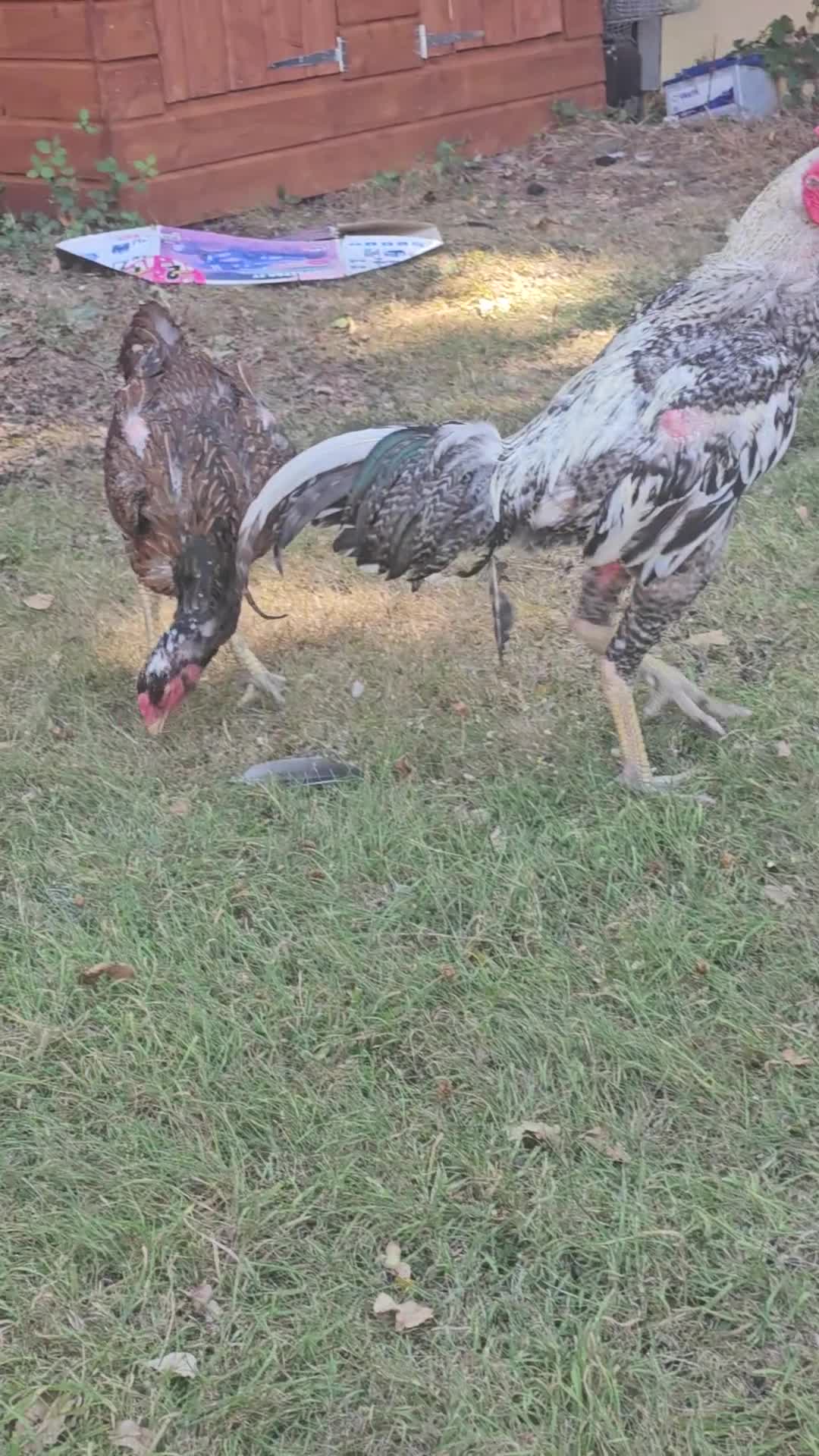 Chickens poultry for sale: O shamos pure japenese and belguims   - Video 1
