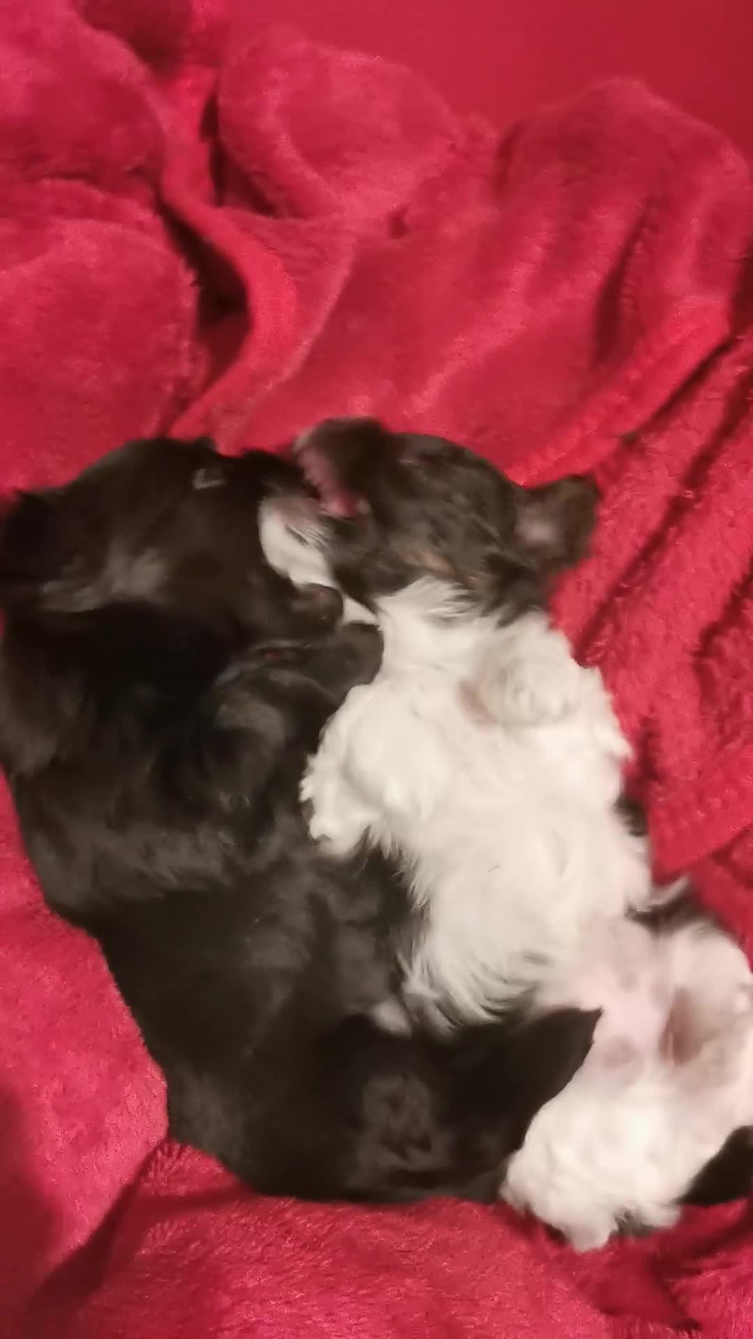 Yorkshire Terrier dogs for sale: 2 Little girl's, Yorkshire Terrier. - Video 5