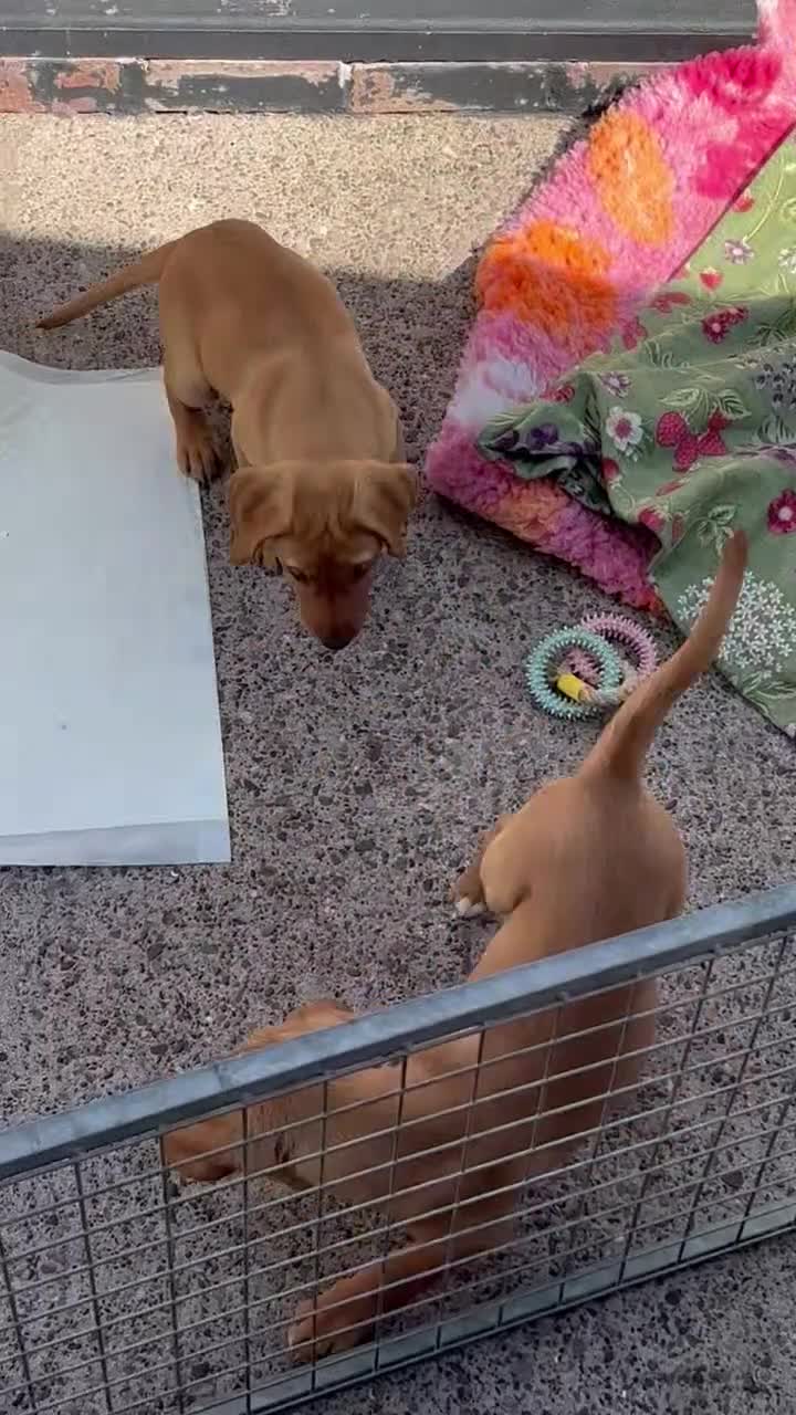 Labrador Retriever dogs for sale: Beautiful 10week Red Fox Puppy - Video 1