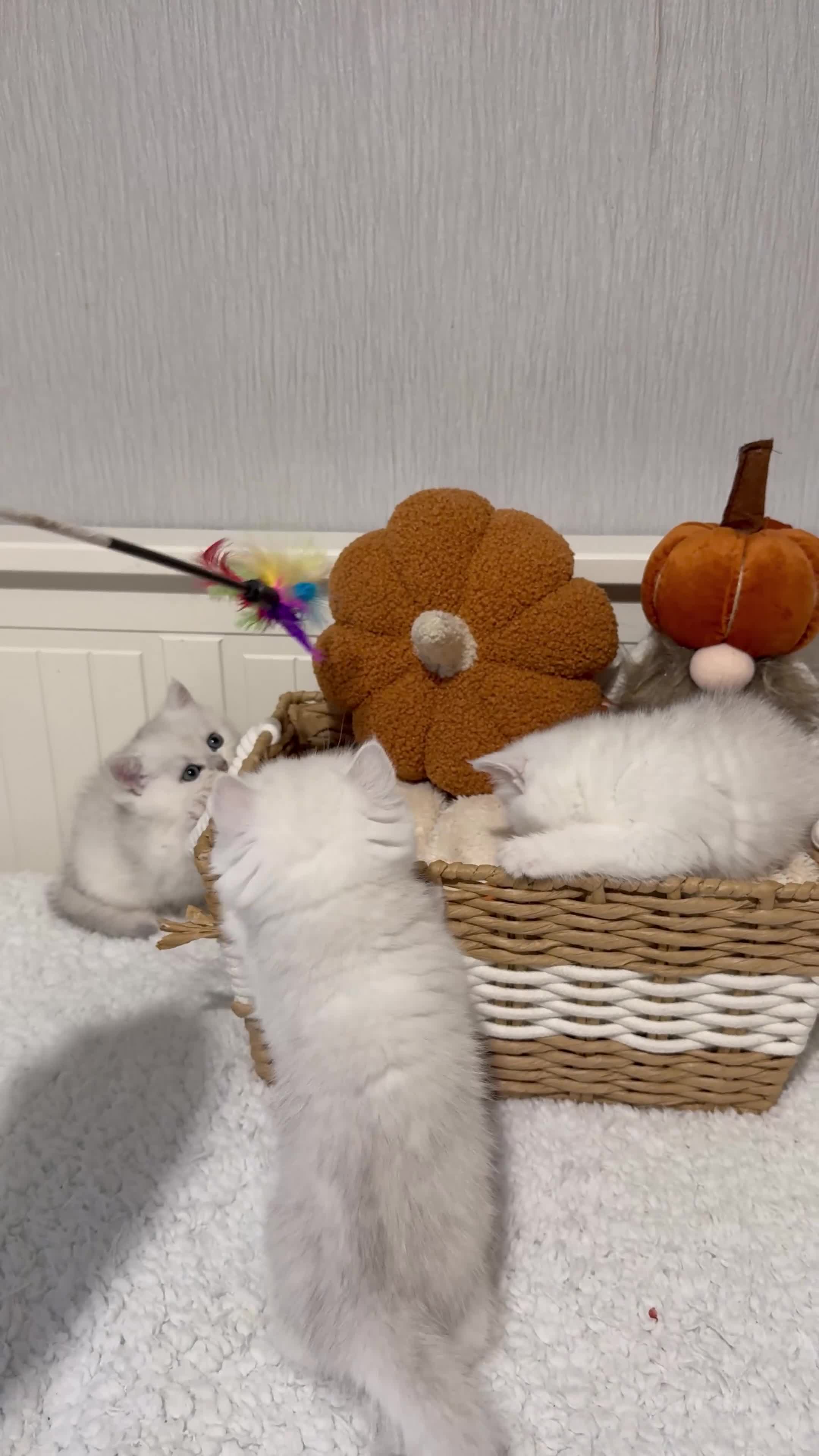 British Shorthair cats for sale: Exceptional Pedigree Silver British shorthairs 🩶 - Video 1